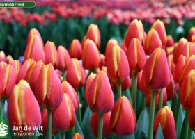 Worlds Friend ® | Tulip | Jan de Wit en Zonen B.V.